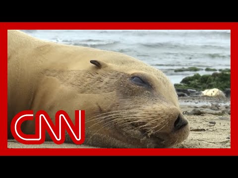 ‘The ocean coughing up death’: This toxic algae bloom is killing sea life in record numbers