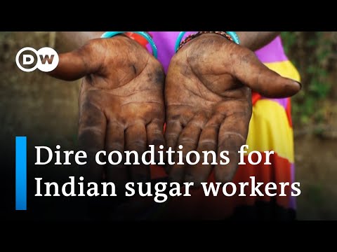 India’s largest sugarcane producer leaves workers in debt and poverty | DW Business