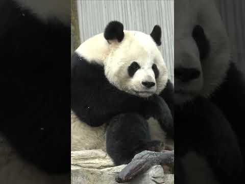 Giant panda’s bout of hiccups caught on camera at Chinese centre