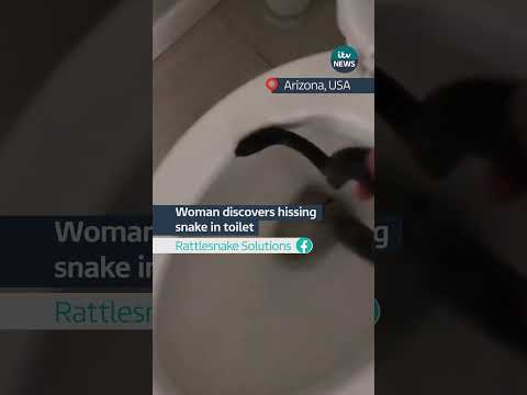 Woman discovers hissing snake in toilet #itvnews #snake #usa