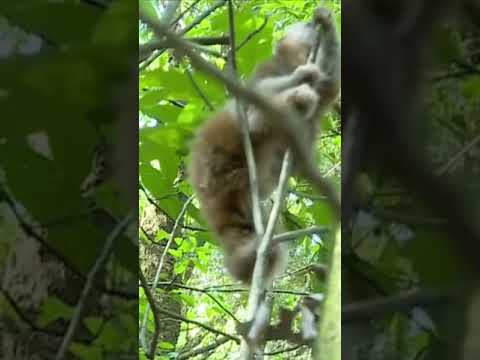 An endangered slow loris monkey has been spotted in trees in China