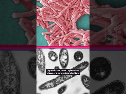 Asylum seekers moved from barge after poisonous bacteria found