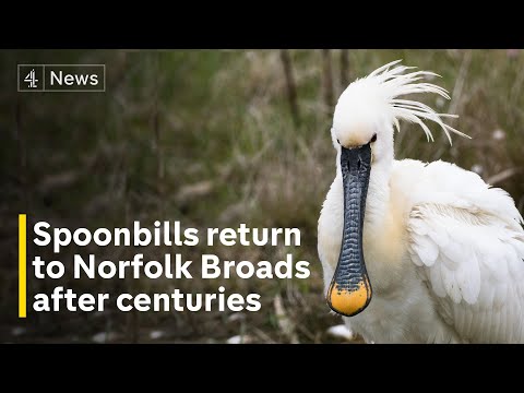 Spoonbills return to Norfolk Broads for first time in nearly 400 years