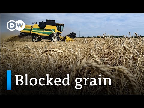 Can the Danube route be the way out for Ukraine’s grain? I DW News