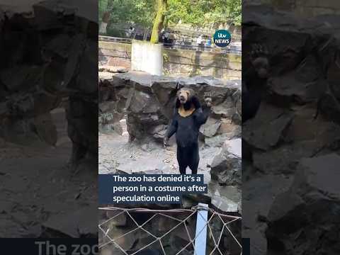 New video of ‘bear’ waving at China zoo reignites costume debate #itvnews #news #china #animals