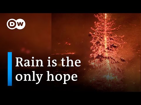 Canada: Wildfires have already destroyed an area larger than Ireland | DW News