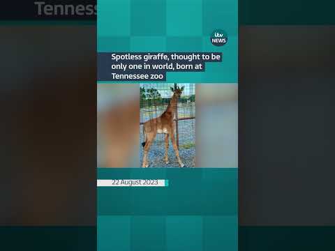 Spotless giraffe, thought to be only one in world, born at Tennessee zoo #ITVnews #giraffe #zoo