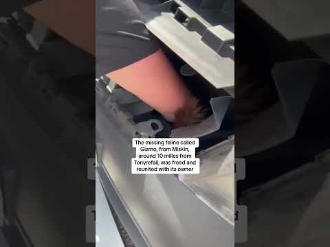 Kitten travels ‘500 miles’ in taxi grille