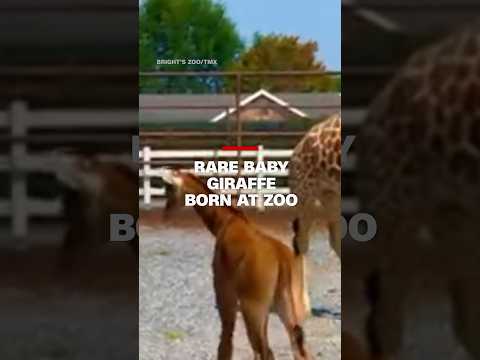 Rare baby giraffe born at zoo