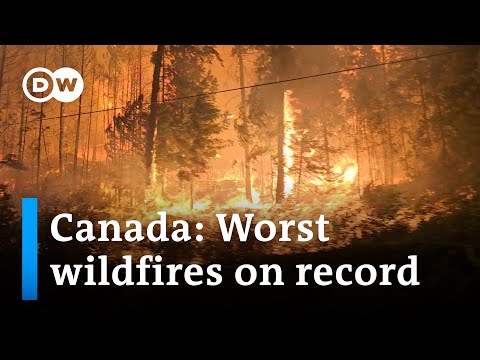Why are wildfires more frequent and intense? | DW News