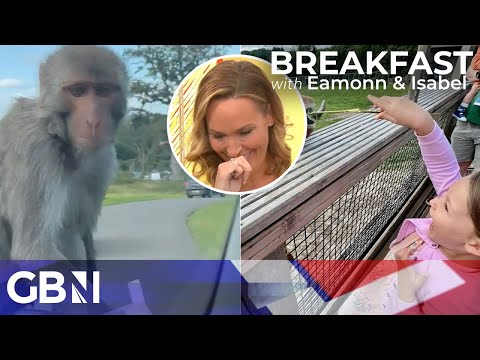Isabel Webster shares her kid’s PRICELESS reaction to having their car attacked by monkeys!