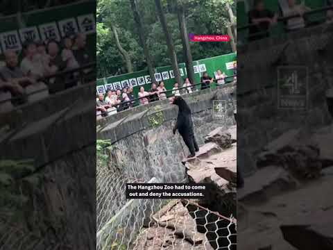 Now an ENGLISH zoo has had to confirm bear is real