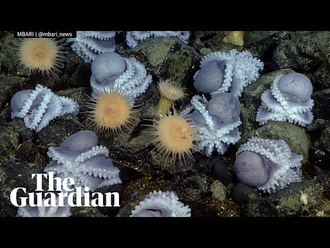 Scientists have discovered why thousands of octopuses huddle in a deep-sea crevice