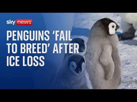 Emperor penguins experience ‘catastrophic breeding failure’ after ice loss