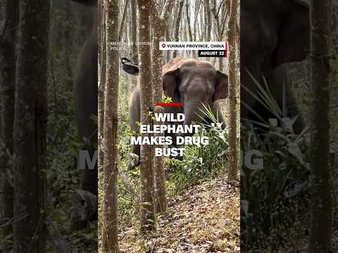Wild elephant makes drug bust
