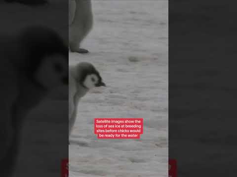High probability chicks from penguin colonies did not survive after loss of sea ice