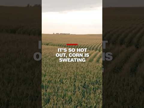 It’s so hot out, corn is sweating