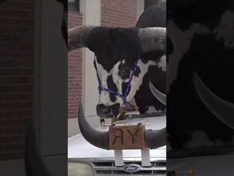 Nebraska police pulled over a car with a giant bull named Howdy Doody crammed into passenger seat