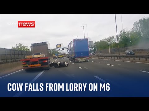 Cow falls from lorry into oncoming traffic on M6 carriageway