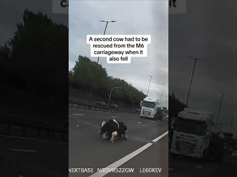 Cow falls from lorry into busy traffic