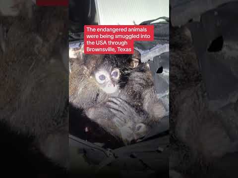 Endangered spider monkeys found in backpack
