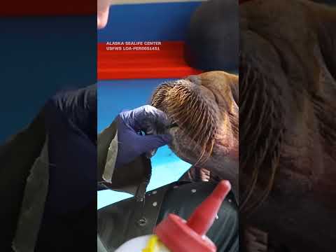 Walrus calf rescued in Alaska is under ’24/7 cuddle care’