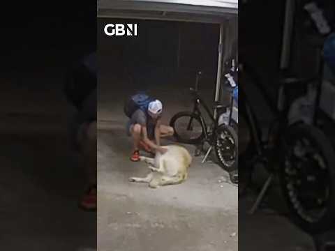Is this the world’s worst guard dog?! #animals #dog #worldnews #USA #SanDiego #GBNews