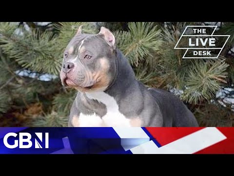 GB News Exclusive Poll: Brits back ban on “killer dog breed” American Bully XL