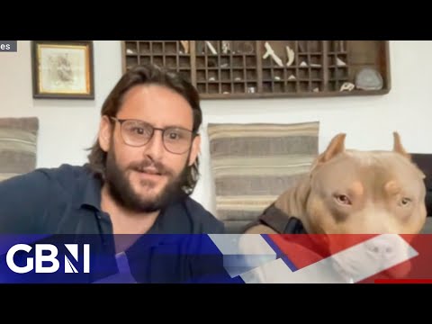American Bully XL ban: ‘Breeders will just get a different type of dog!’