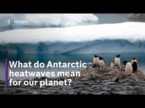 The threat of melting sea ice and marine heatwaves in the Antarctic