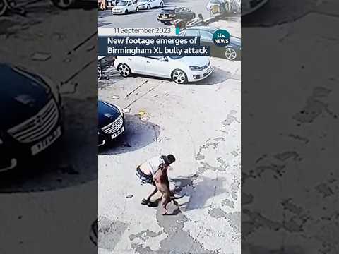 New footage emerges from XL bully attack #itvnews #news #americanxlbully #birmingham