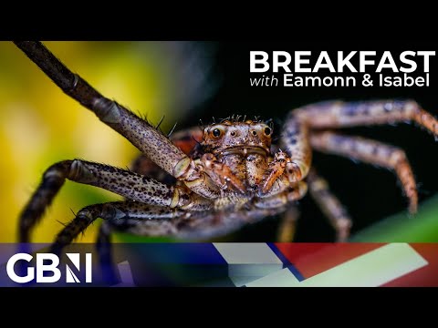Infestation of ‘sex-crazed’ spiders set to INVADE British homes