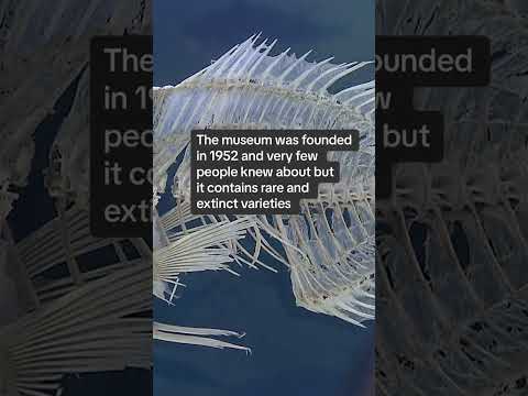 ‘Secret’ museum in Shanghai houses 20,000 rare and extinct fish specimens