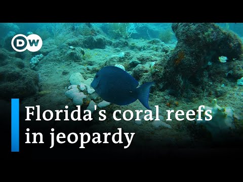Florida reefs at risk from rising temperatures | DW News