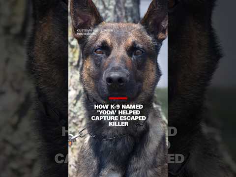 How K-9 named ‘Yoda’ helped capture escaped killer