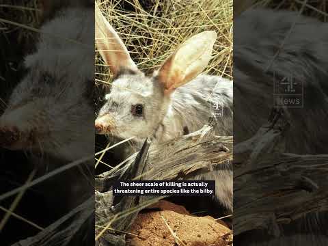 Why is Australia’s government ‘declaring war’ on cats?