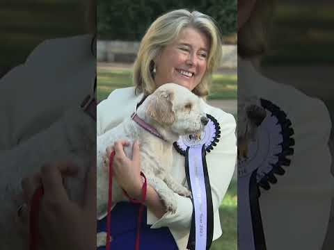 Behind the scenes at the Westminster Dog of the Year competition