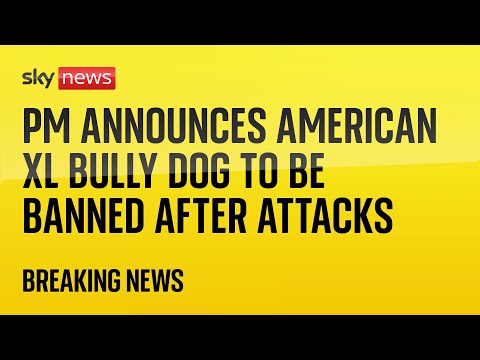 American XL bully dogs to be banned after attacks, Rishi Sunak says