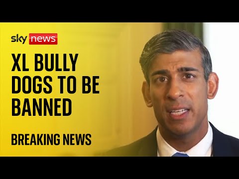 American XL bully dogs to be banned after attacks PM announces
