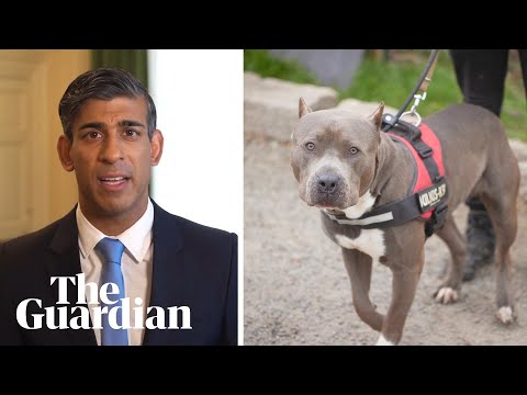 Rishi Sunak: ‘dangerous’ American XL bully dog will be banned