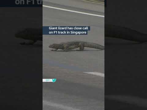 Lizard intruder on F1 track #itvnews