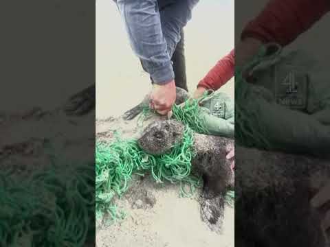 Seal pups freed by beachgoers