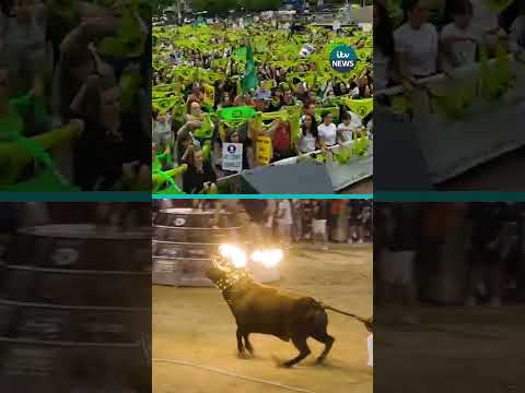 Bull with balls of fire attached to horns cries in fear during Spanish festival #spain #valencia