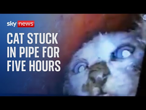 Cat stuck in a pipe rescued after five hours