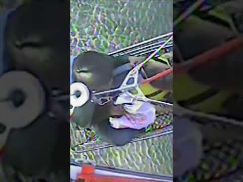 Man and dog rescued from sailing boat