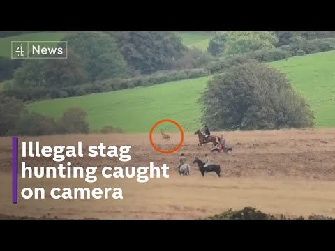 Hunters chase stag on quad bikes despite ban