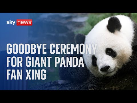 Watch live: Goodbye ceremony for Giant Panda Fan Xing