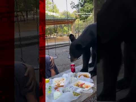 A black bear crashed a picnic in Mexico, eating visitors’ enchiladas and tacos #BBCNews