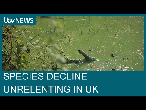 State of Nature report reveals declining species diversity across UK | ITV News