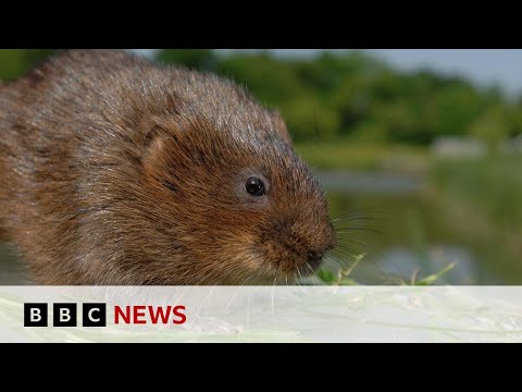 One in six species in the UK at risk of extinction – BBC News